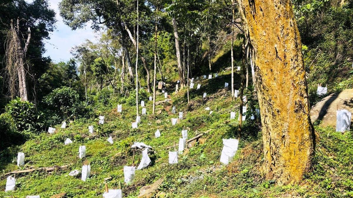 Kerala Agricultural University establishes coca cultivation centre for Idukki farmers