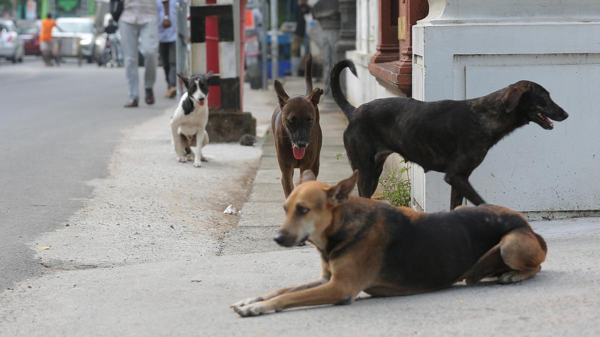 India's rabies death toll may be vastly understated, study shows