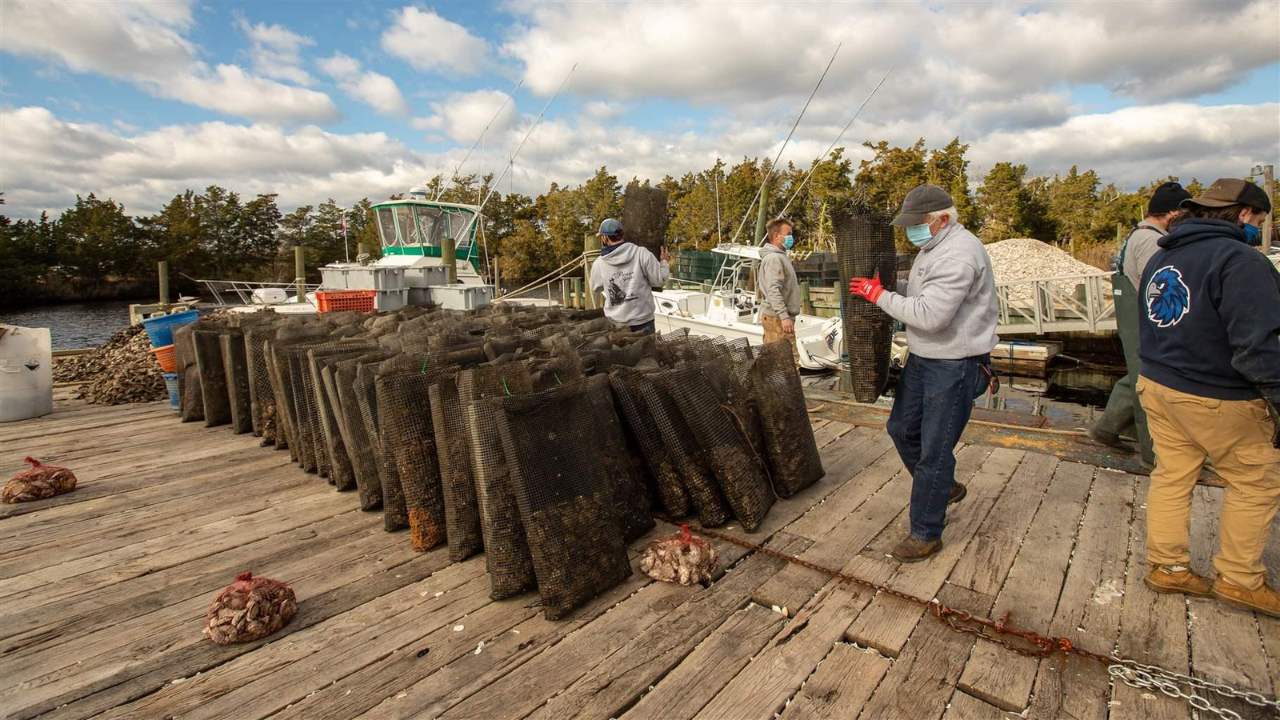 US aquaculture initiative deploys 7 million oysters to restore coastal ecosystems