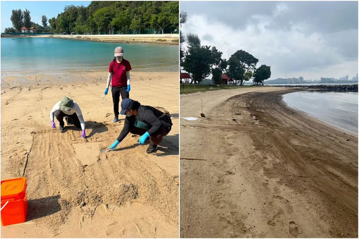 Coastal microbes degrade oil faster in drier, oxygen-rich sand