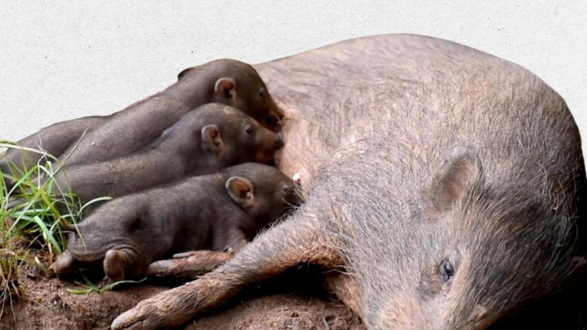 Assam's Pygmy Hog Population Surges Through Captive Breeding Success