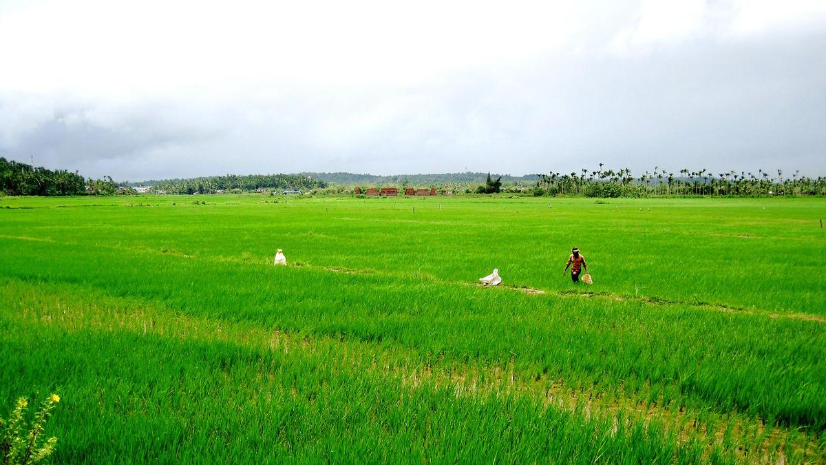Environmental groups challenge revival of Wayanad airstrip project