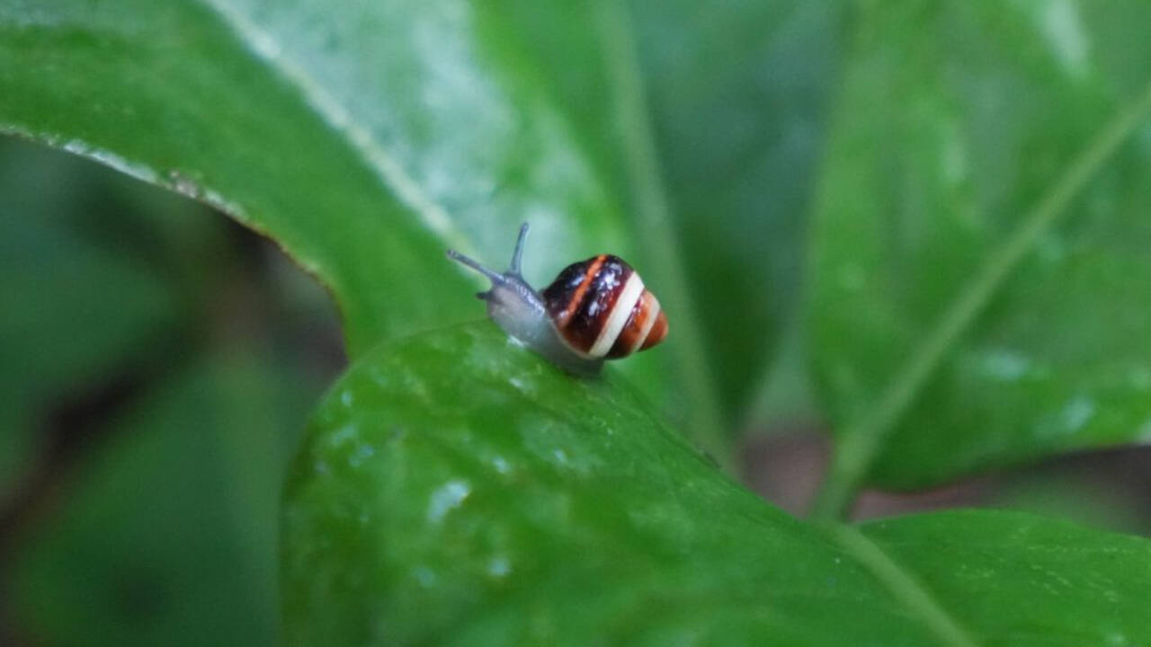 Conservation Reversal: Hawaii Reintroduces Native Snails After Predator Removal