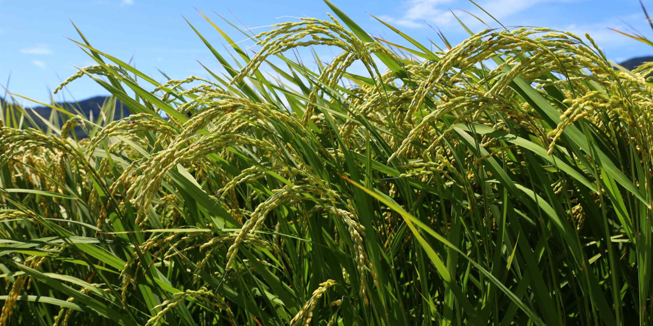 Japan's Rice Surplus Triggers 40% Price Collapse Below Production Costs