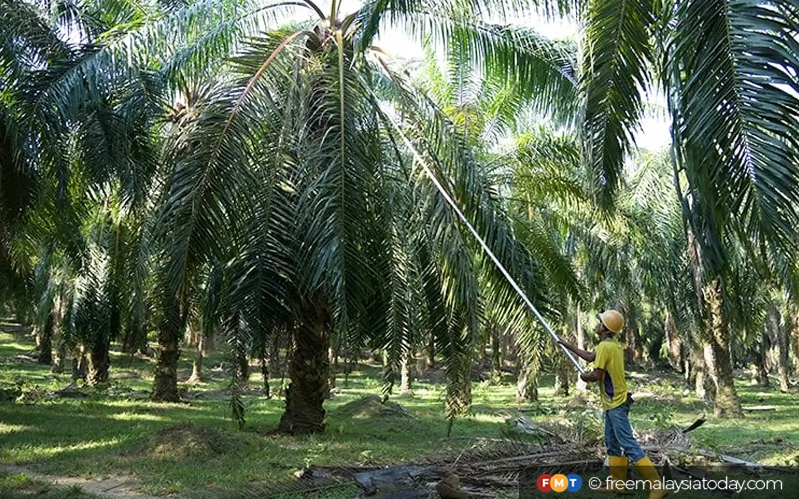 58,000 petani kelapa sawit Sarawak terancam hilang akses pasaran Eropah