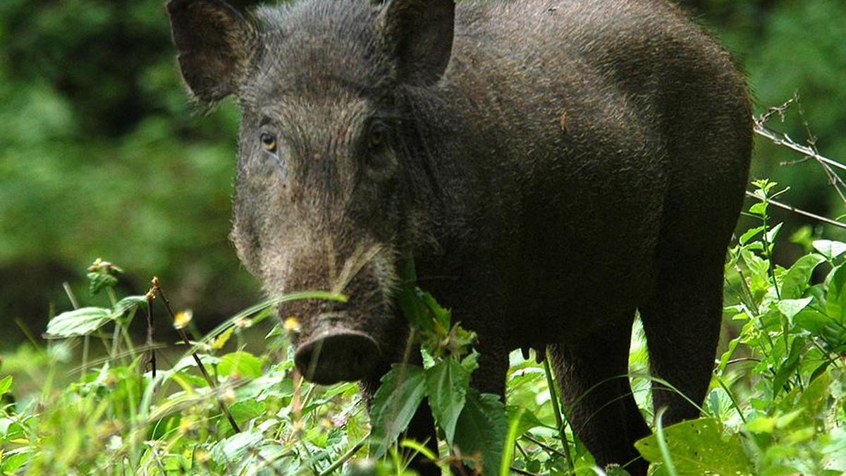 Wild boar attacks surge in Kerala as shooter shortage hampers response