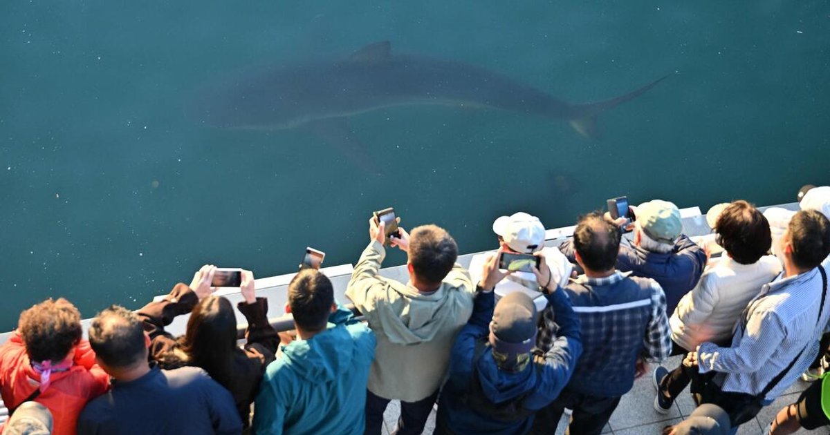 Celebrity shark returns to Busan canal after brief ocean stint