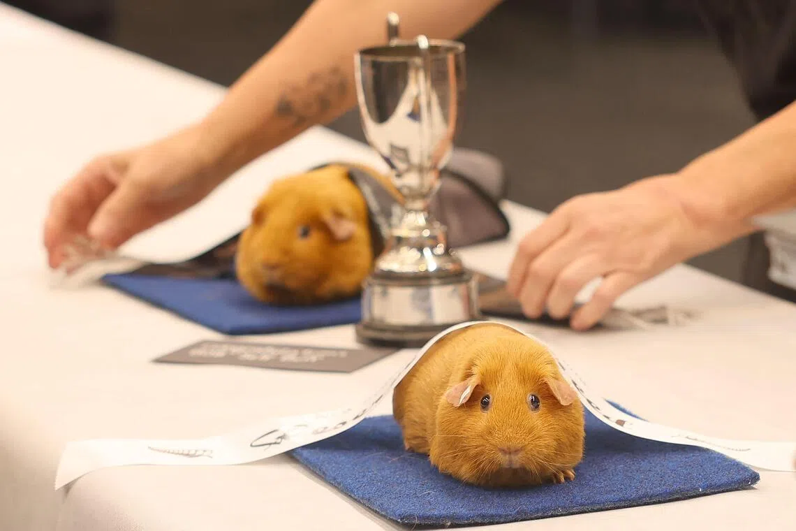 Guinea pig enthusiasts gather for New Zealand's premier show