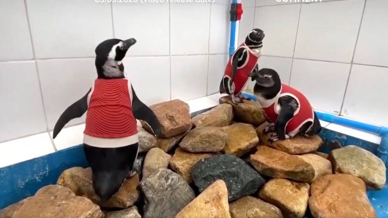 Chilean scientists outfit vulnerable penguins with copper vests to aid recovery