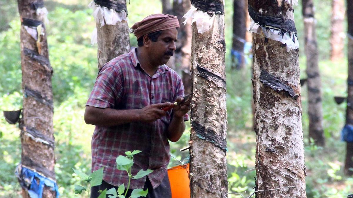 Rubber Board launches digital platform to address Kerala tapper shortage
