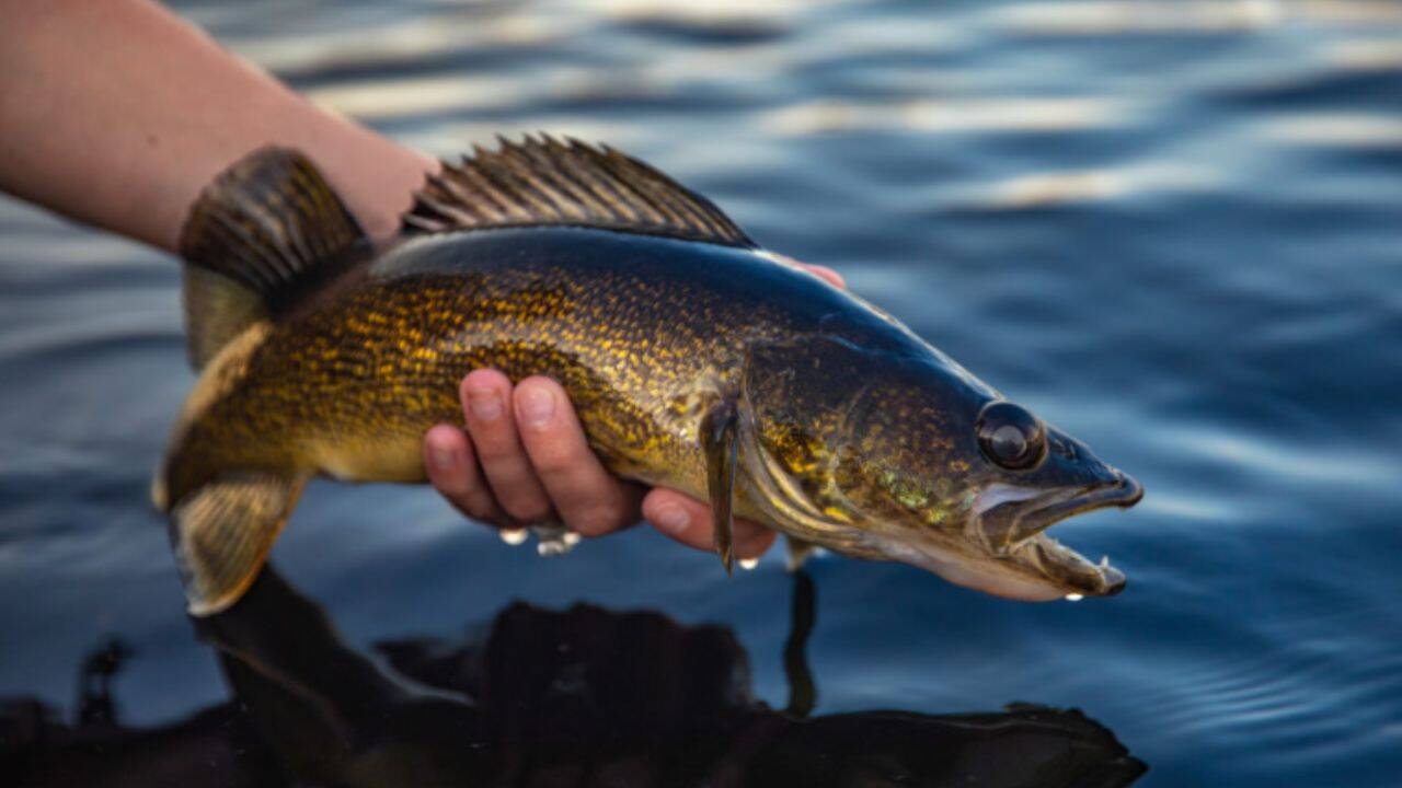 Fish cull experiment backfires as unintended species thrives instead