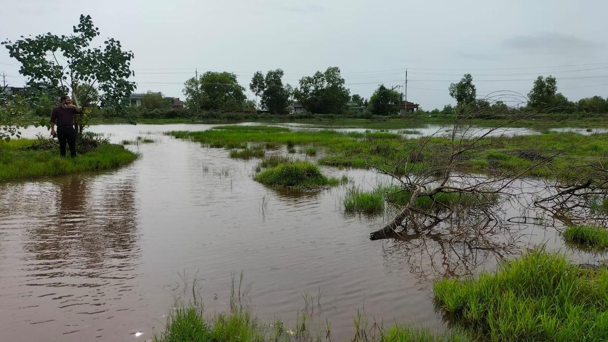 Kerala wetland to gain heritage status for rare plant species