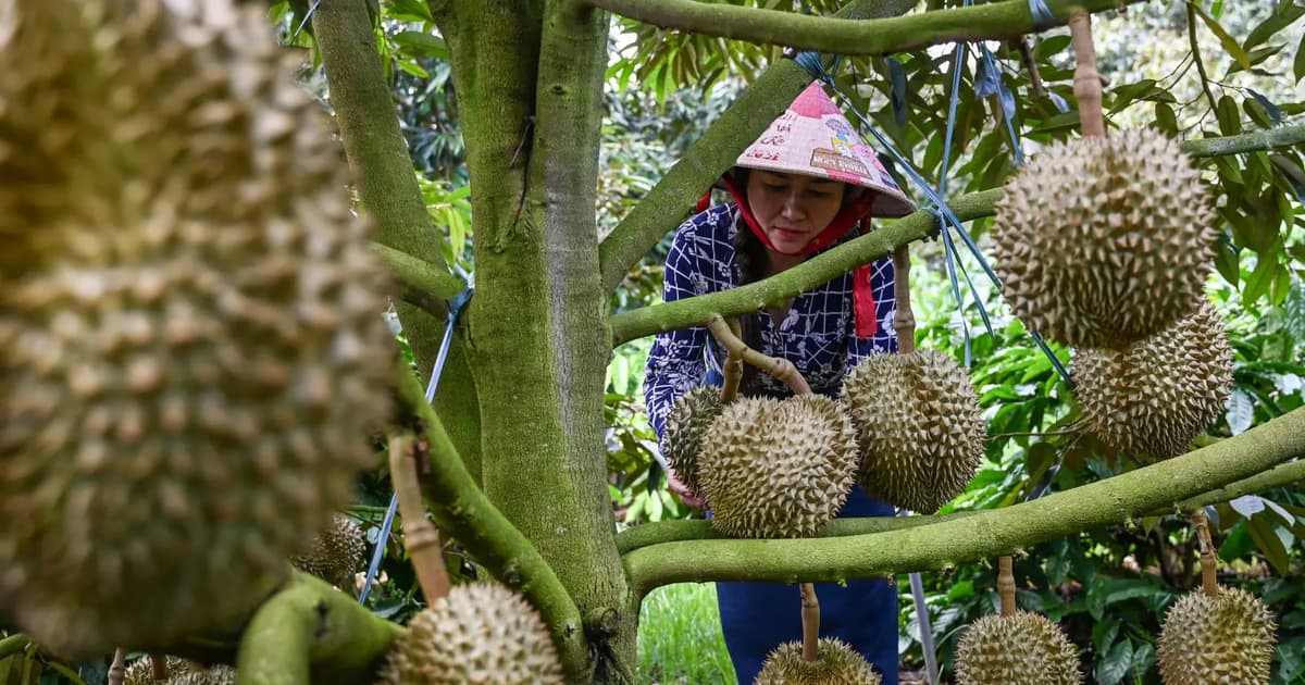 Petani Kopi Vietnam Beralih ke Durian Demi Permintaan China