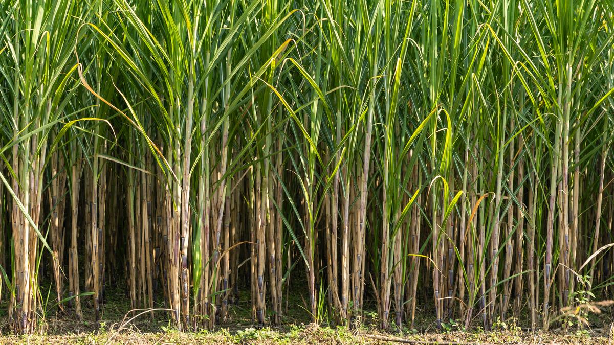Uttar Pradesh Pivots to Productivity-Led Sugarcane Growth Strategy