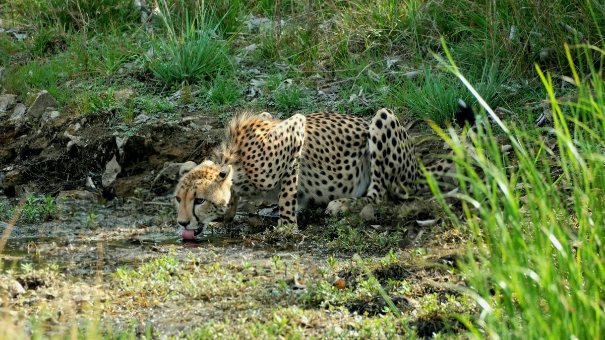 Authorities launch crackdown after poaching death of young cheetah