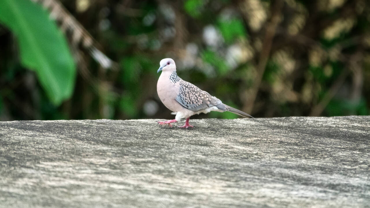 British turtle dove population shows signs of recovery after catastrophic decline