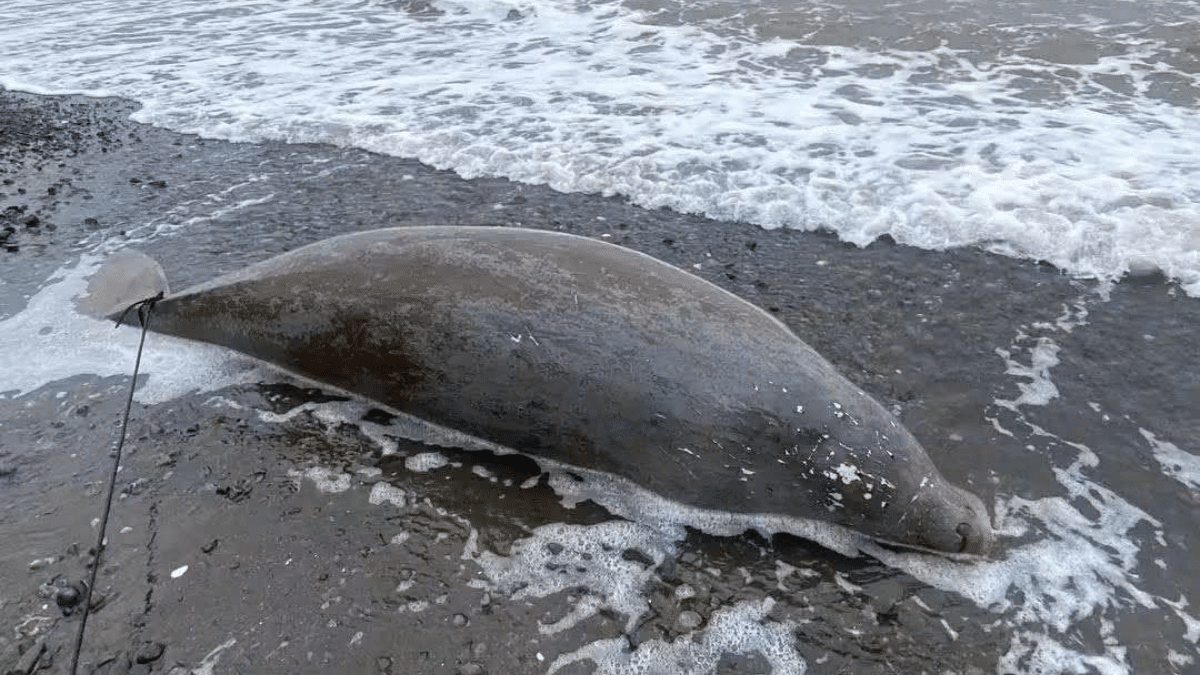 Adult Dugong Found Dead Off Antique Coast