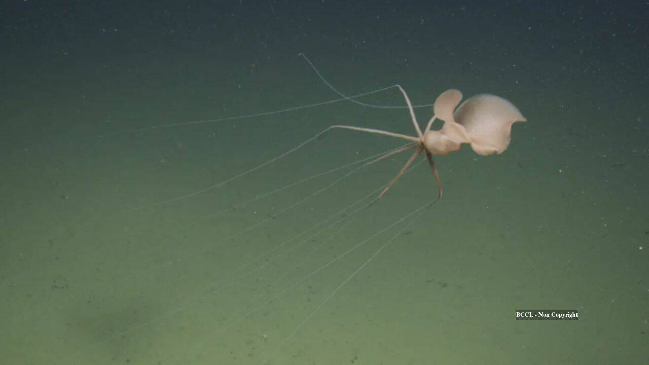 Deep-sea robot captures rare bigfin squid off California coast