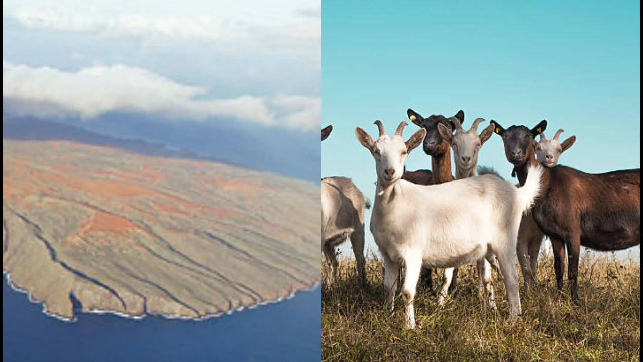 Hawaii's Feral Goat Crisis: How 50,000 Animals Nearly Destroyed Sacred Island