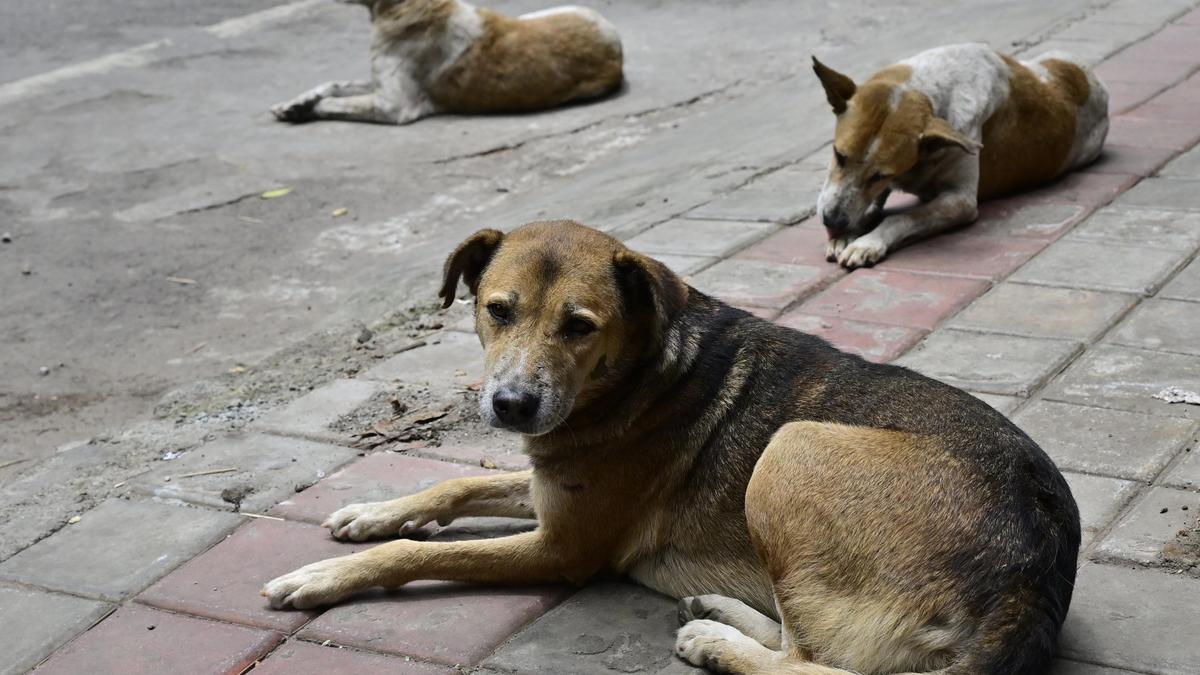 Woman assaulted by mob while caring for stray dogs