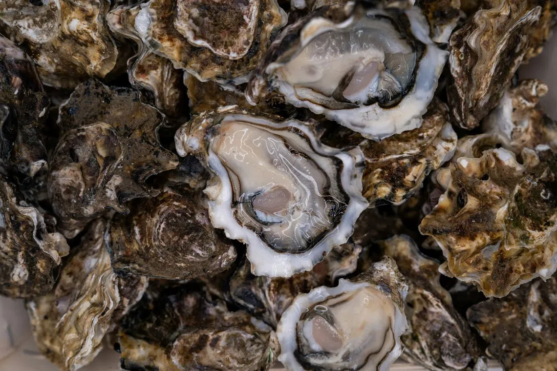 Australian police investigate major oyster theft worth $319,000