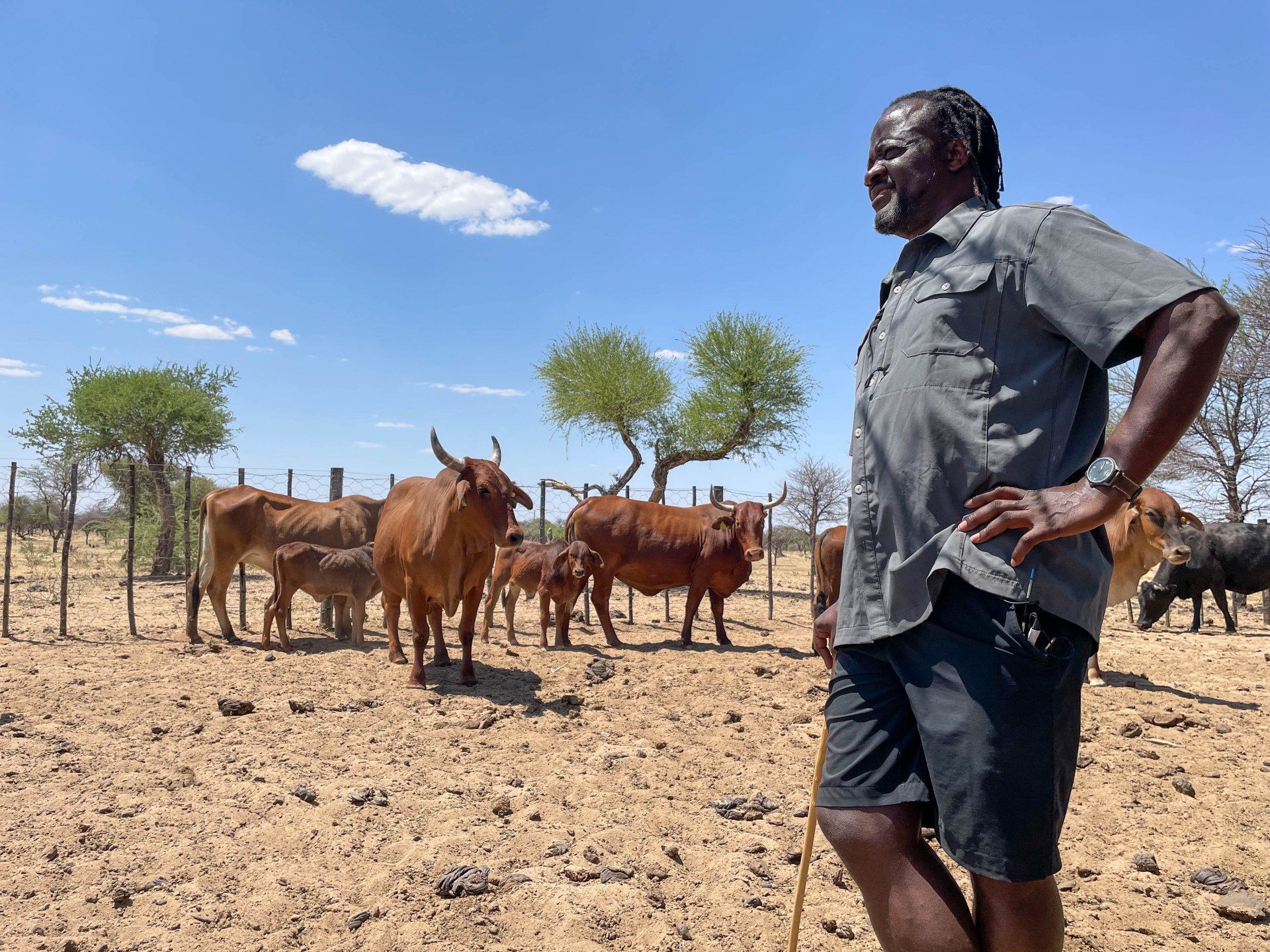 Namibia combats foot-and-mouth outbreak as EU halts meat imports