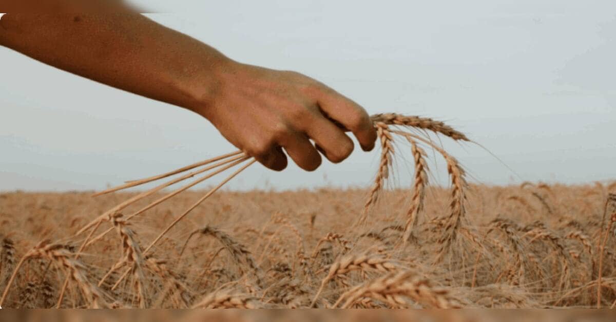 BRICS grain exchange gains traction ahead of 2026 summit