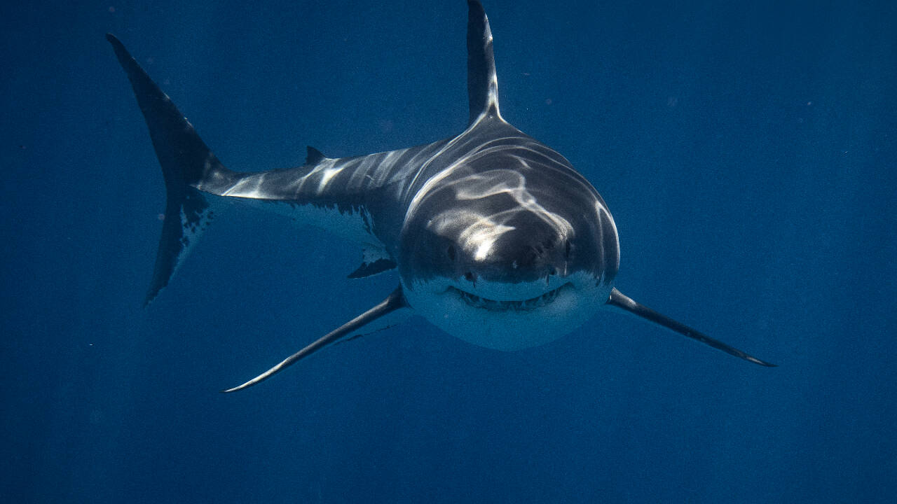 Blacktip sharks possess remarkable underwater hearing ability