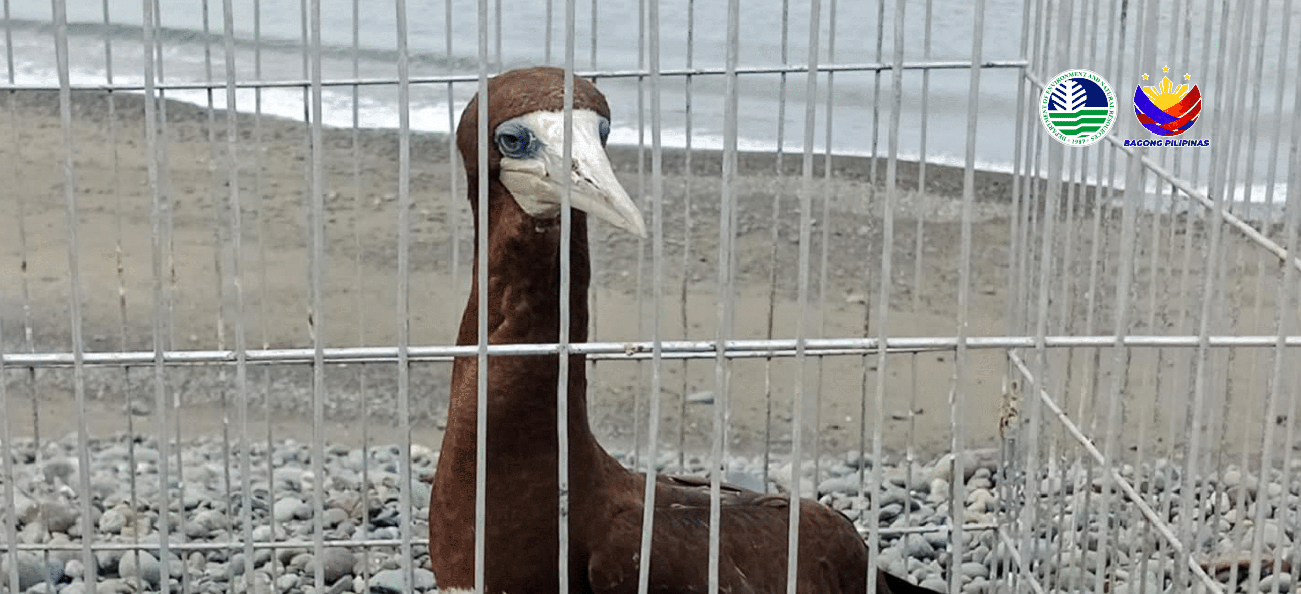 Rare brown booby seabird rescued and released in Aurora province