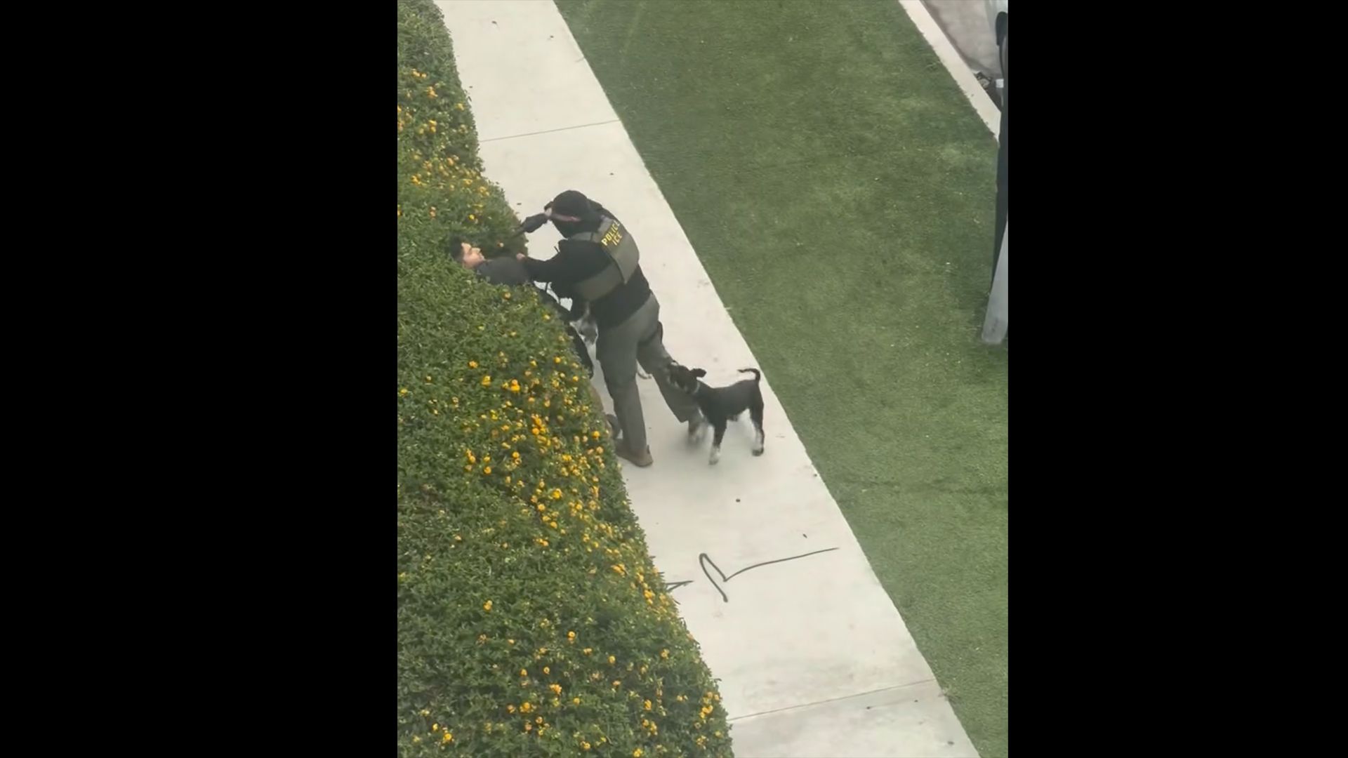 ICE agents point gun at dog walker during North Hollywood arrest