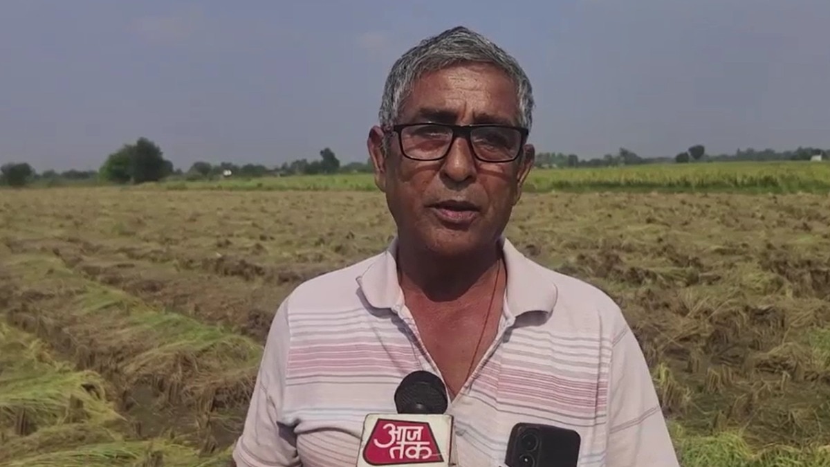 Faridabad farmer's radish crop destroyed by allegedly defective seeds