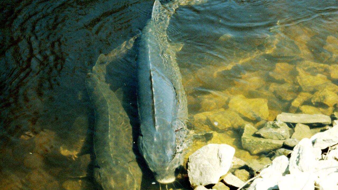 Lake sturgeon may live over 400 years, reveals new research