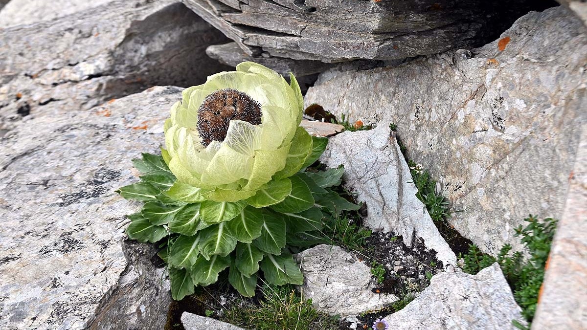 Rare Alpine Flower Thrives in China's Extreme Mountain Conditions
