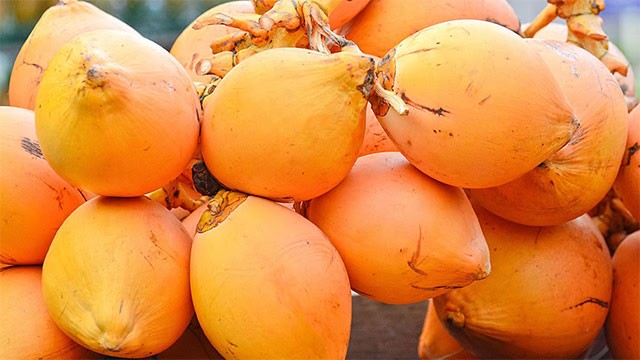 Government launches national coconut village programme