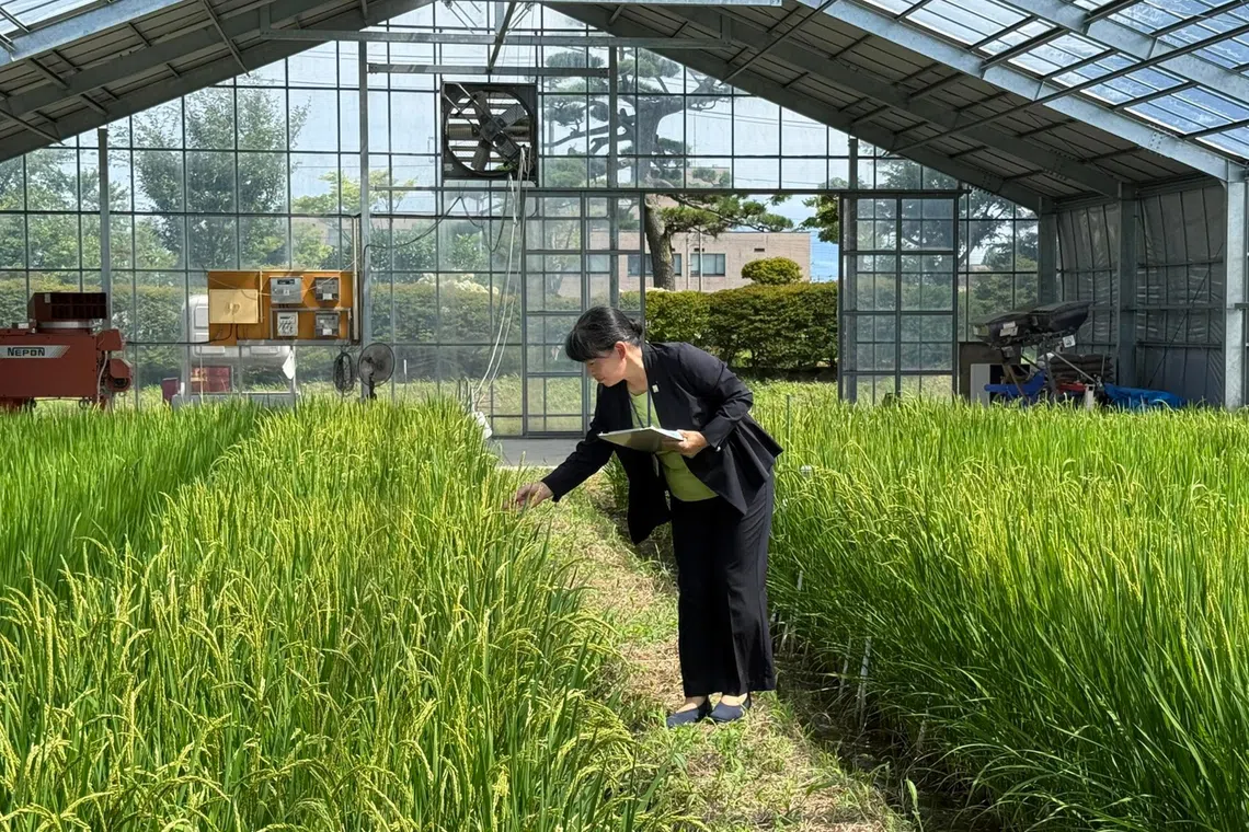 Japan's rice sector turns to technology amid shifting tastes and demographic challenges