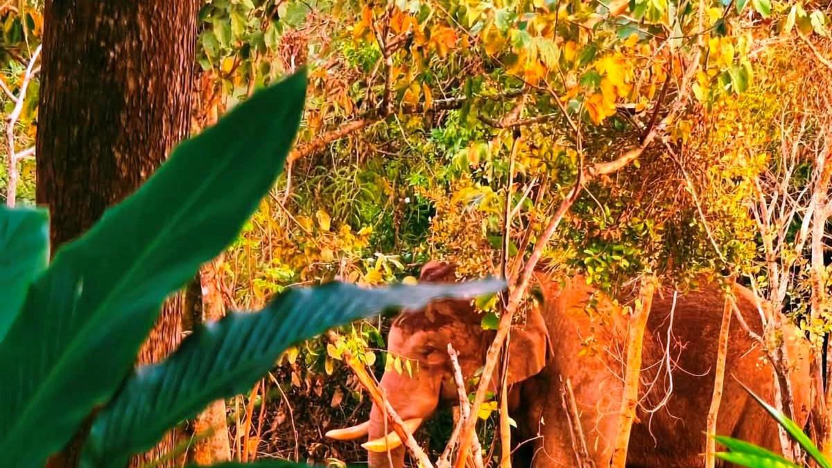 Kerala moves to clear elephant corridors in Chinnakkanal amid rising casualties