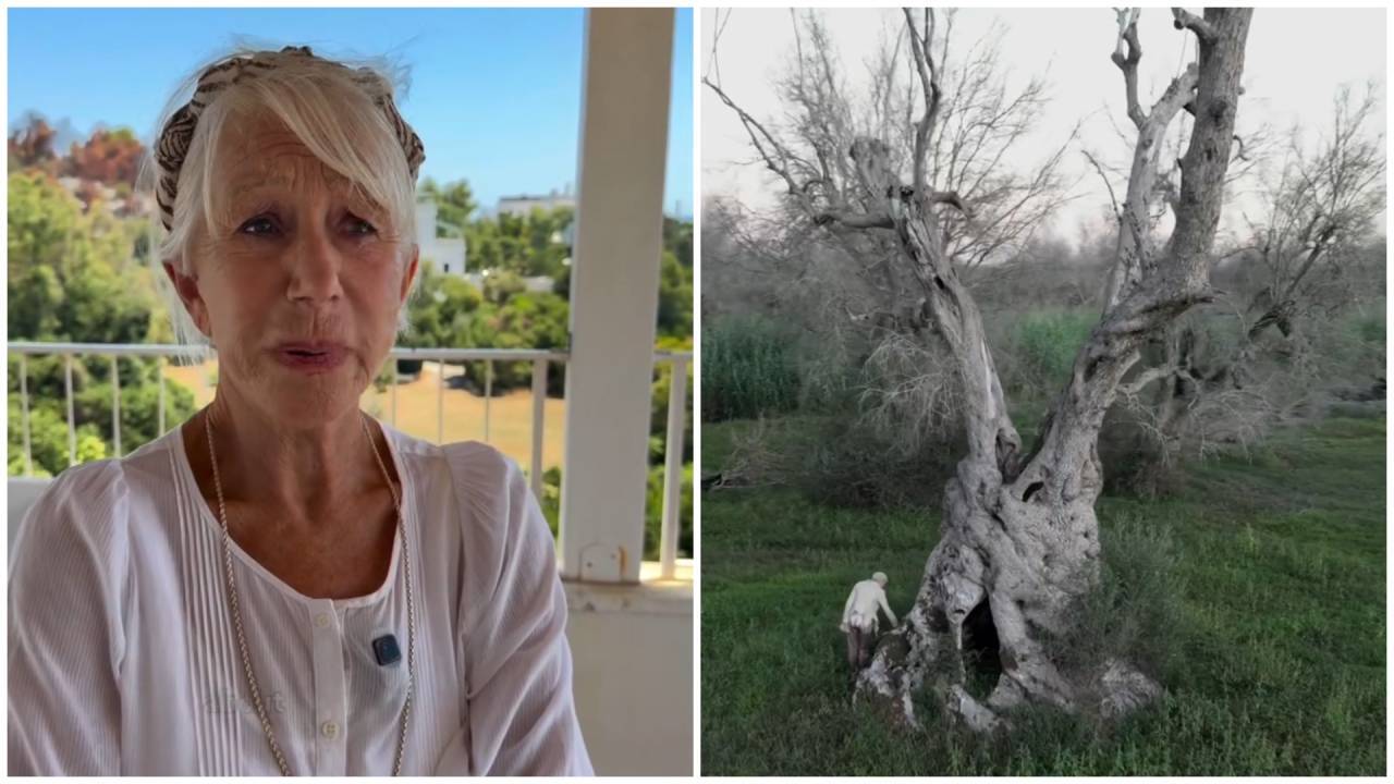 Oscar Winner Helen Mirren Launches Bid to Save Italy's Ancient Olive Trees