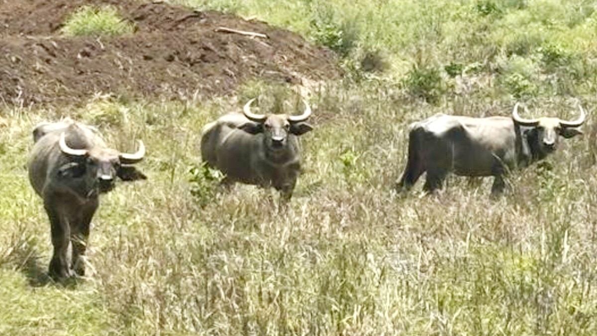 Indian bison population surges in Bandhavgarh; forest buffalo returns to Kanha
