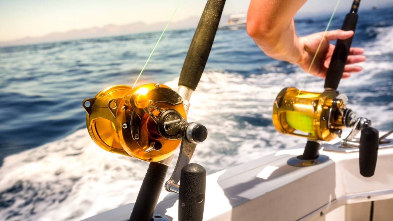 Warm Ocean Currents Draw Rare Fish Species to Southern California