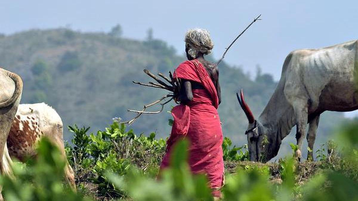Tribal farmer in Kerala alleges land seizure, sparks fresh debate on Attappady dispute