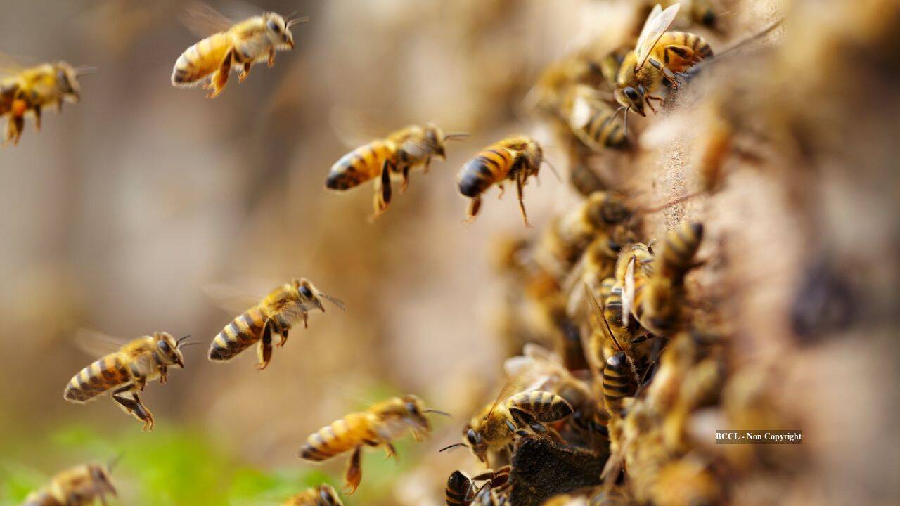 Massive wild bee population discovered in New York cemetery grounds