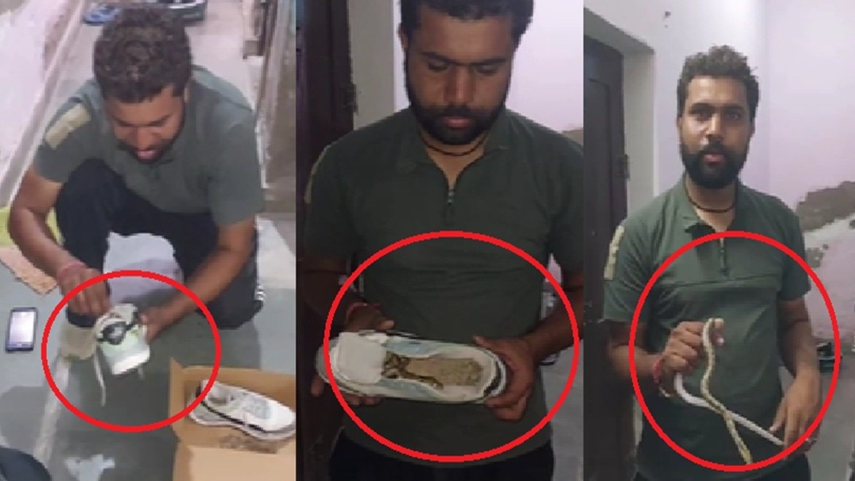 Snake found coiled in shoe triggers panic in Rajasthan town