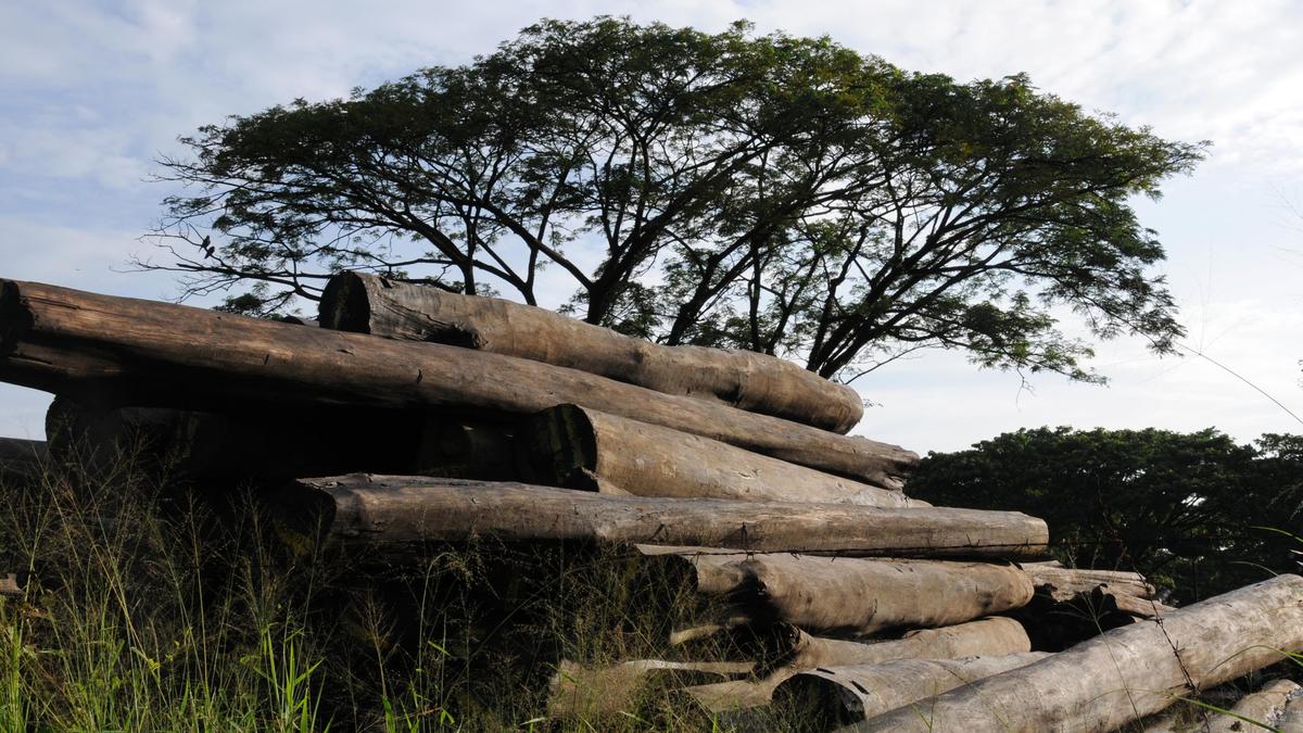 Police investigate illegal felling and smuggling of protected teak trees