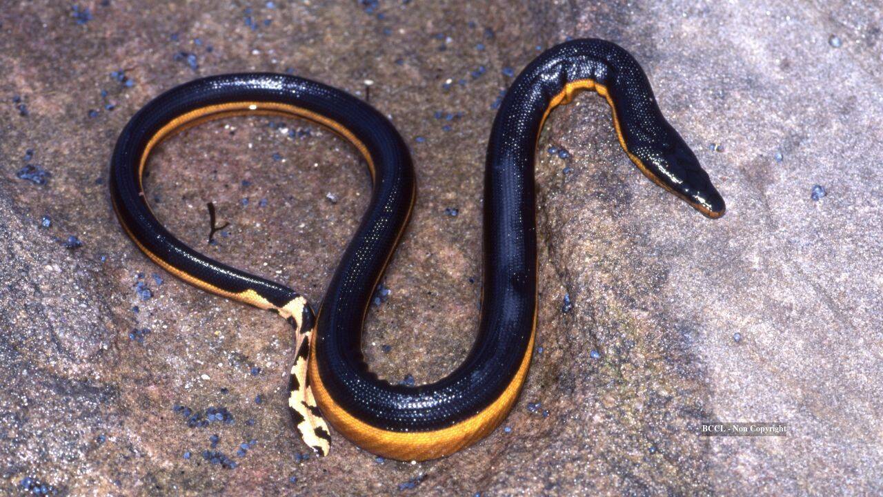 Rare venomous sea snake spotted on California coast after eight years