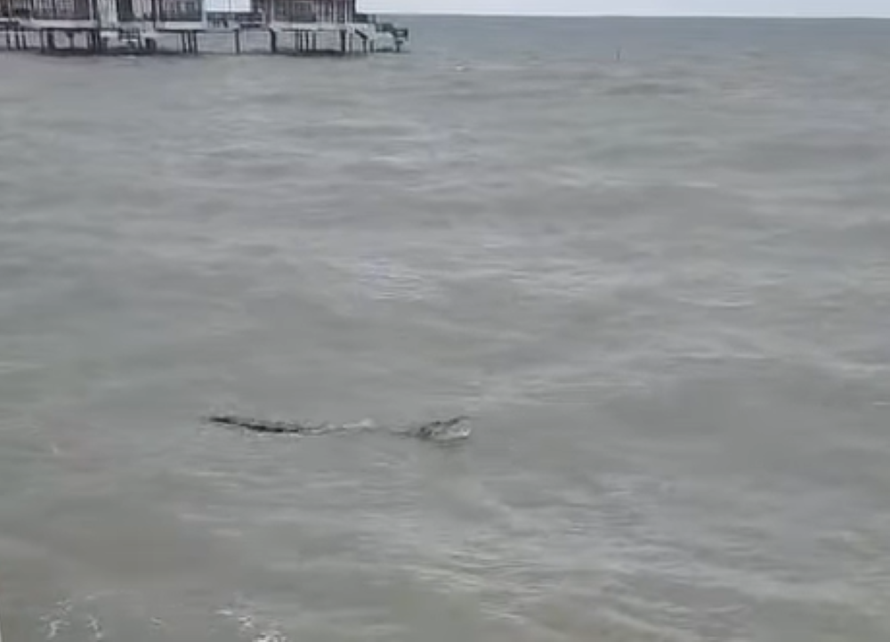 Authorities Issue Public Warning After Crocodile Spotted at Bagan Lalang Beach