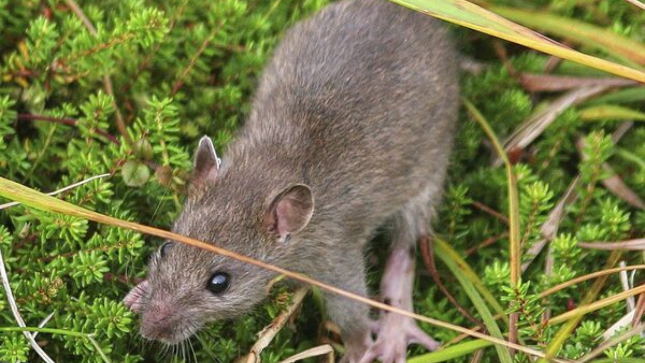 Alaska's rat eradication on Hawadax Island hailed as ecological success