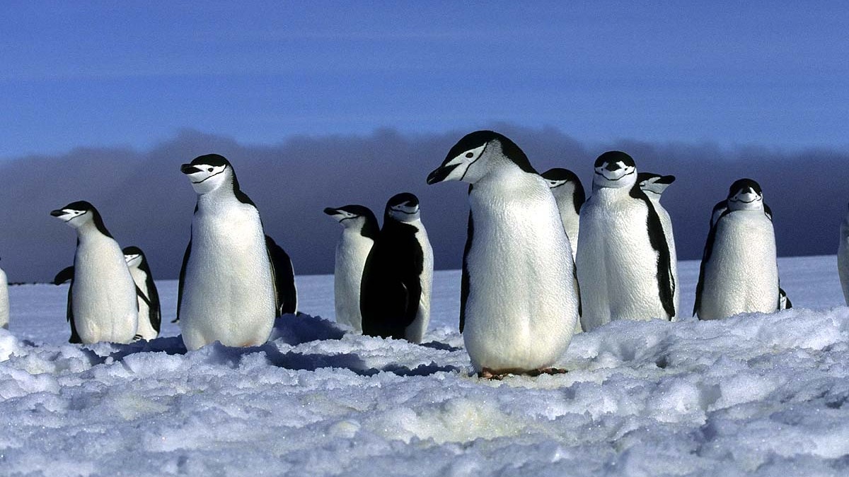 Antarctic penguin colony faces sharp decline, study warns