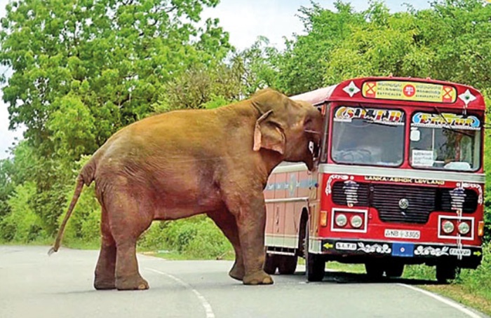 Wildlife authorities crack down on elephant feeding along Kataragama road