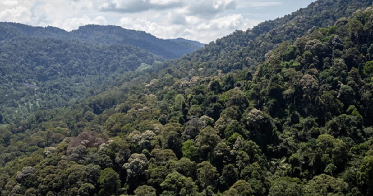Penghapusan Rizab Hutan Tertakluk kepada Syarat dan Prosedur: MB Pahang