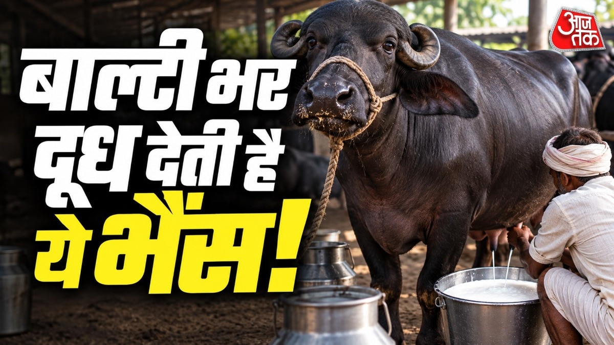 Jaffarabadi Buffalo: Gujarat's Prized Dairy Breed Delivers Rich Milk